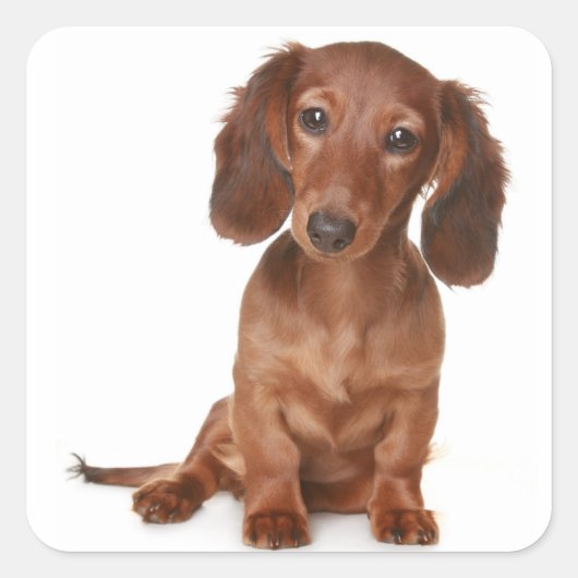 Liefde Dachshund Puppy Dog Sticker / zeehond (Voorkant)