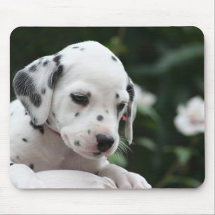 Liefde Dalmatische Puppy Hond Muismat