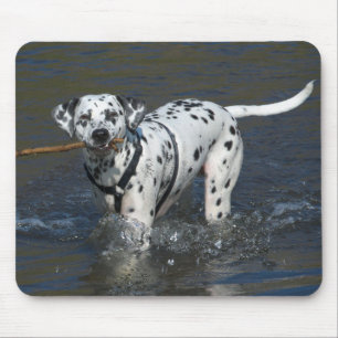 Liefde Dalmatische Puppy Hond Muismat