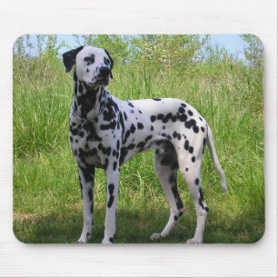 Liefde Dalmatische Puppy Hond Zwarte Muismat