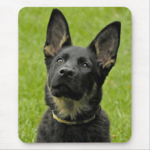 Liefde Duitse Herdershond Puppy Hond Groene Muisma Muismat