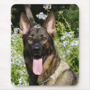Liefde Duitse Herdershond Puppy Hond Portret Muism Muismat