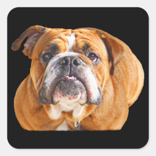 Liefde Engels Bulldog hondengezicht - bruine masco Vierkante Sticker
