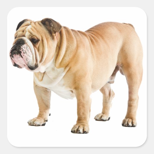 Liefde Engels Bulldog Puppy Dog Canine Sticker (Voorkant)