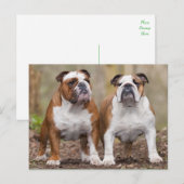 Liefde Engels Bulldog Puppy Dog Post Kaart (Voorkant / Achterkant)