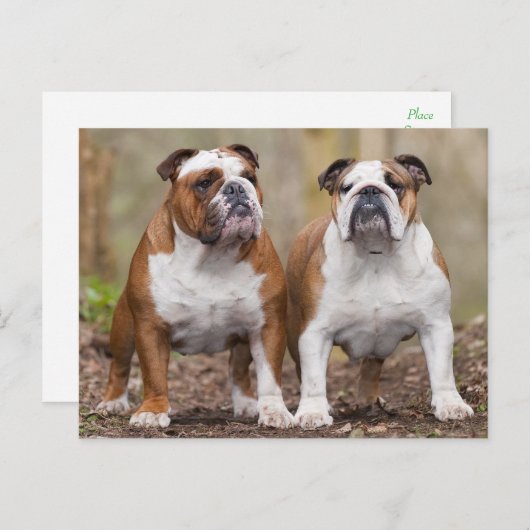 Liefde Engels Bulldog Puppy Dog Post Kaart (Voorkant / Achterkant)