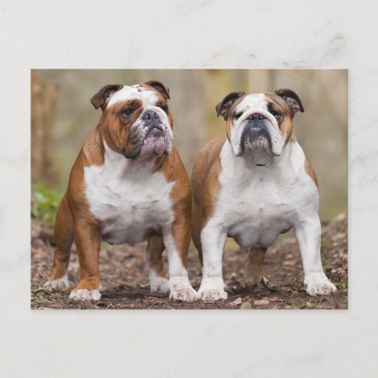 Liefde Engels Bulldog Puppy Dog Post Kaart (Voorkant)