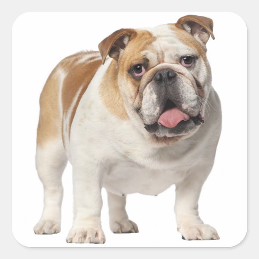 Liefde Engels Bulldog Puppy Dog Sticker / zeehond (Voorkant)