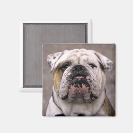 Liefde Engels Bulldog Puppy Hondenmagneet Magneet (Voorkant / Achterkant)