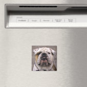 Liefde Engels Bulldog Puppy Hondenmagneet Magneet (Insitu (Vaatwasser))