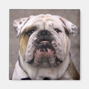 Liefde Engels Bulldog Puppy Hondenmagneet Magneet