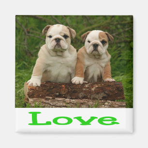 Liefde Engelse Bulldog Puppy Hond Groen Magneet