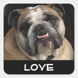 Liefde Engelse Bulldog Puppy Hond Groet Sticker