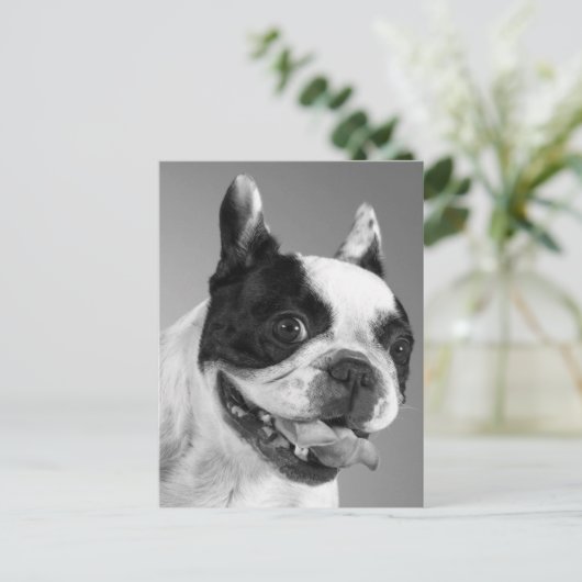 Liefde Franse Bulldog Puppy Dog Post Kaart (Staand voorkant)