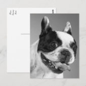 Liefde Franse Bulldog Puppy Dog Post Kaart (Voorkant / Achterkant)