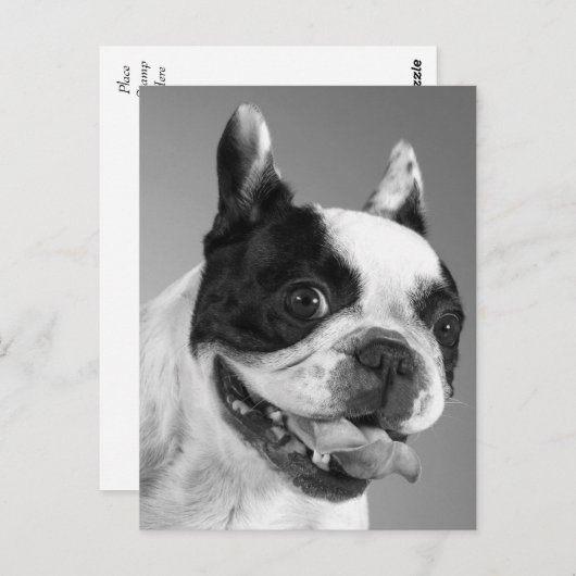 Liefde Franse Bulldog Puppy Dog Post Kaart (Voorkant / Achterkant)