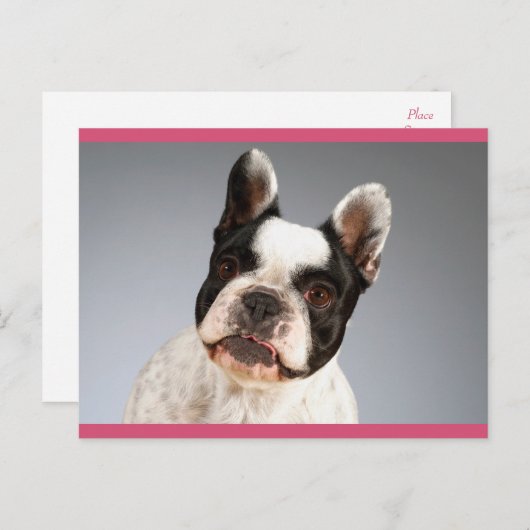 Liefde Franse Bulldog Puppy Dog Post Kaart (Voorkant / Achterkant)
