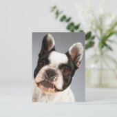Liefde Franse Bulldog Puppy Dog Post Kaart (Staand voorkant)