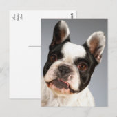 Liefde Franse Bulldog Puppy Dog Post Kaart (Voorkant / Achterkant)