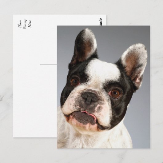 Liefde Franse Bulldog Puppy Dog Post Kaart (Voorkant / Achterkant)