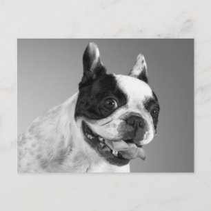 Liefde Franse Bulldog Puppy Hond Ansichtkaart Briefkaart