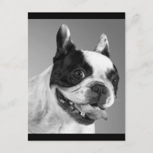 Liefde Franse Bulldog Puppy Hond Ansichtkaart Briefkaart