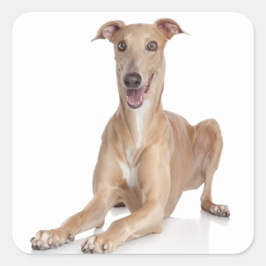 Liefde Gelukkige Greyhound Tan en Witte Puppy Hond Vierkante Sticker (Voorkant)