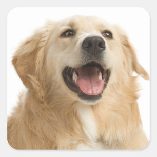 Liefde Golden Retriever Puppy Hond Stickers