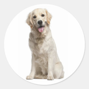 Liefde Golden Retriever Puppy Hond Stickers