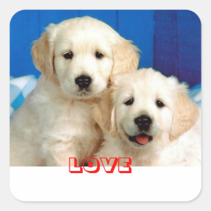 Liefde Goud Retriever Puppy Hond Stickers
