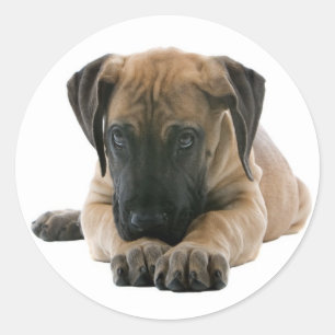 Liefde Grote Dane Puppy Dog Sticker / Seal