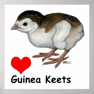 Liefde Guinea kuikens Poster