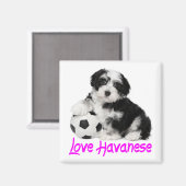 Liefde Havanese Puppy Dog Magneet (Voorkant / Achterkant)
