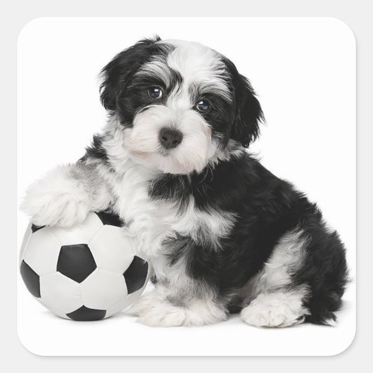 Liefde Havanese Puppy Dog Stickers Seal (Voorkant)