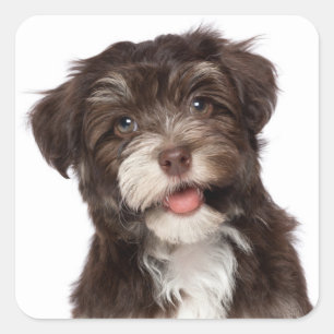Liefde Havanese Puppy Dog Stickers Seal
