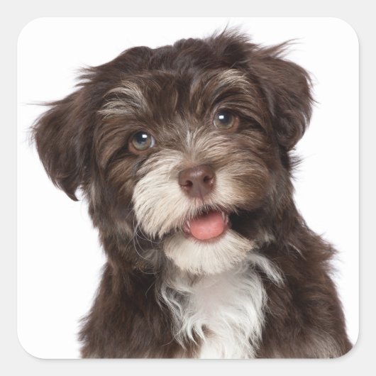 Liefde Havanese Puppy Dog Stickers Seal (Voorkant)