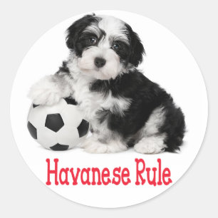 Liefde Havanese Puppy Dog Stickers Seal