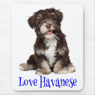 Liefde Havanese Puppy Hond Muismatje Muismat