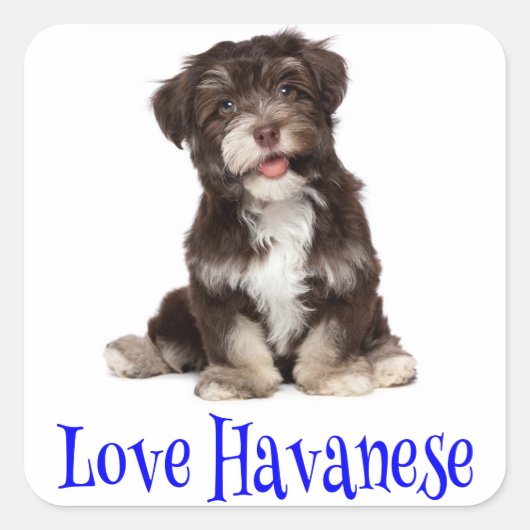 Liefde Havanese Puppy Hond Sticker (Voorkant)