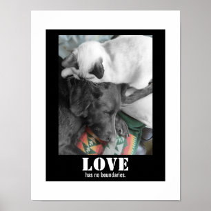 Liefde Heeft Geen Grenzen Kat Hond Foto Poster
