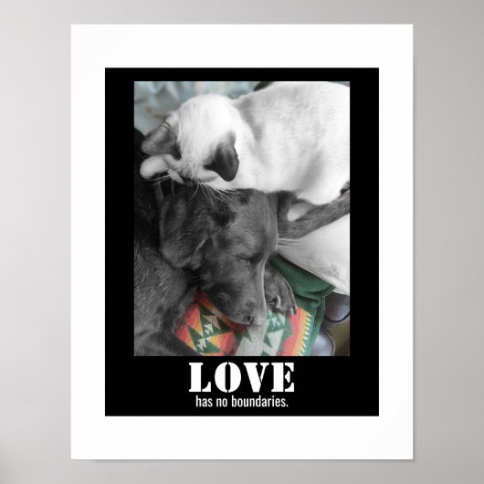 Liefde Heeft Geen Grenzen Kat Hond Foto Poster (Voorkant)