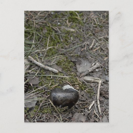liefde in de natuur briefkaart (Voorkant)