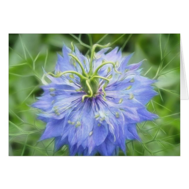 Liefde in een mist - Nigella Damascena (Voorkant Horizontaal)