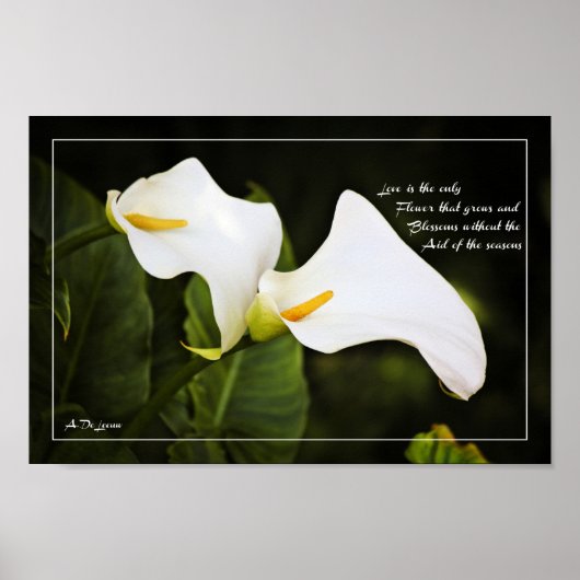 Liefde is de enige bloem poster (Voorkant)