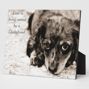 Liefde is eigendom van een Dachshund Fotoplaat