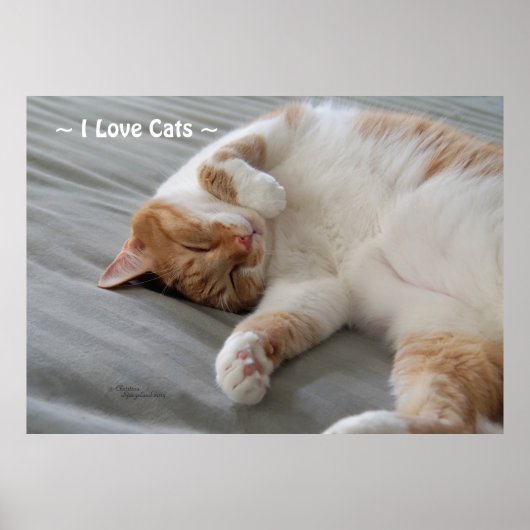 Liefde Katten schattig kat slapen Poster (Voorkant)