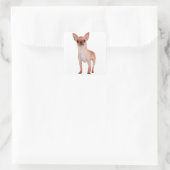 Liefde Kort Haar Chihuahua Puppy Hond Vierkante Sticker (Tas)