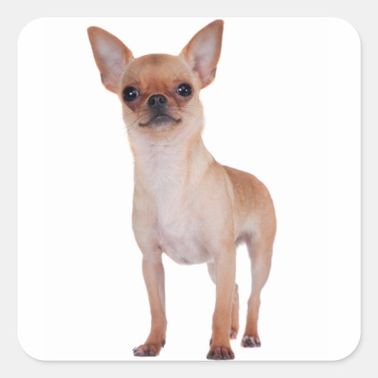 Liefde Kort Haar Chihuahua Puppy Hond Vierkante Sticker (Voorkant)