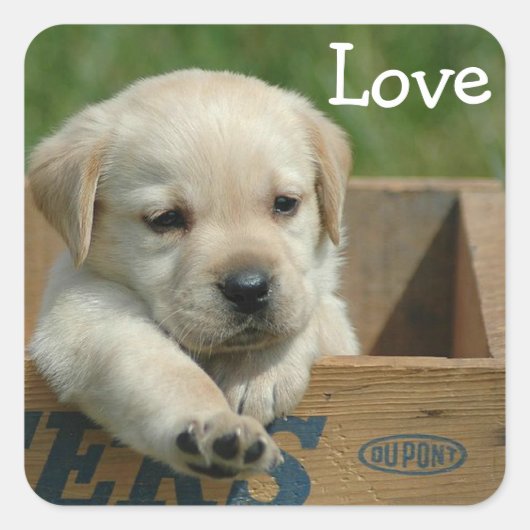 Liefde Labrador Retriever Puppy Sticker / Label (Voorkant)