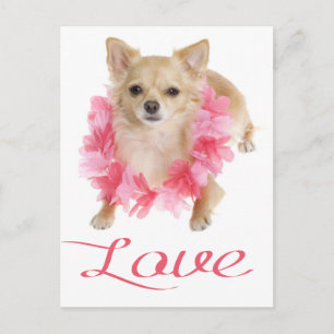 Liefde Lange Haren Chihuahua Puppy Hond Postkaart